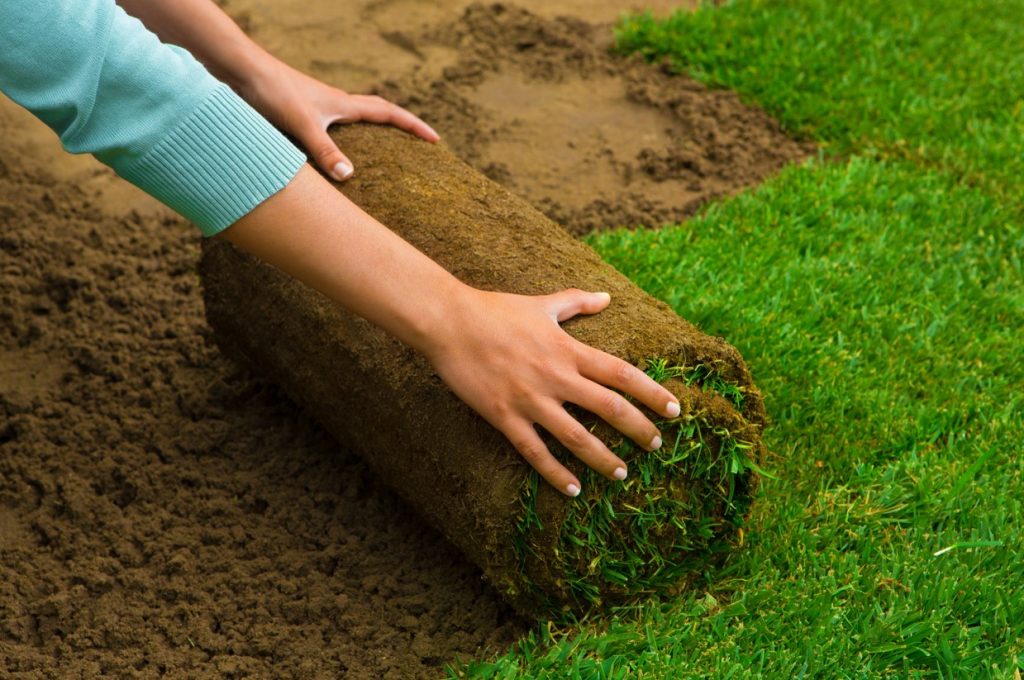 laying grass
